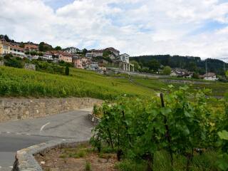 拉沃葡萄园梯田