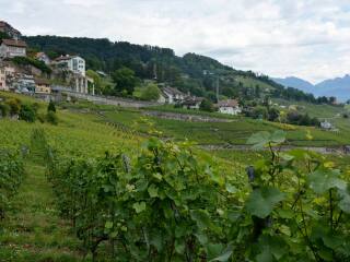 拉沃葡萄园梯田