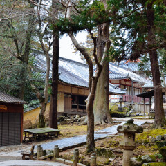 奈良神鹿公园的#旅图换旅费# #情人节摄影展# #最魅春节#