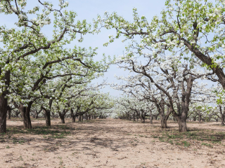 万亩梨园