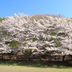 伊豆