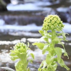 伊豆
