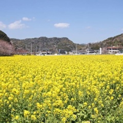 伊豆