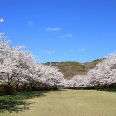 伊豆