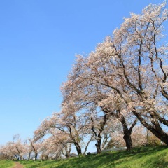 伊豆