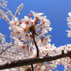 伊豆