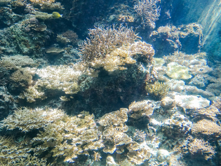 冲绳美丽海水族馆