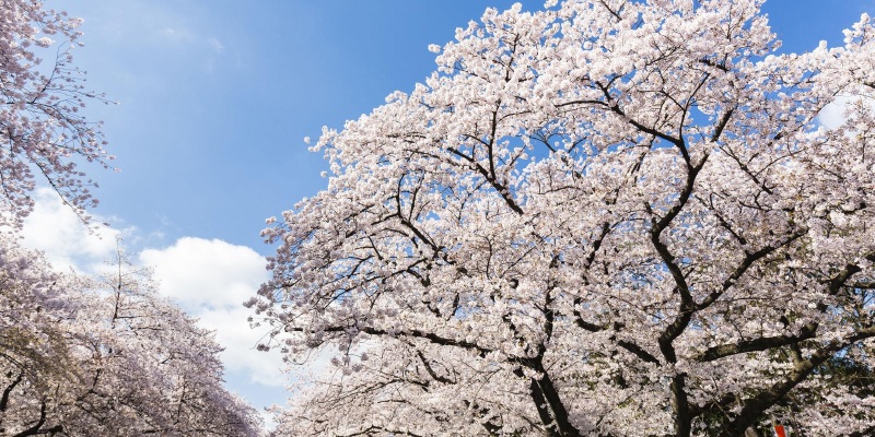 和歌山赏樱花攻略_和歌山游玩攻略大全