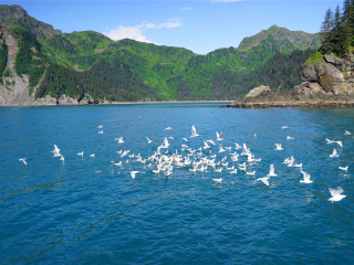 基奈峡湾国家公园