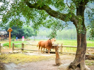 张家界核心景区武陵源（原张家界森林公园）