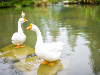 张家界核心景区武陵源（原张家界森林公园）