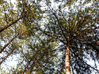 曾家山石笋坪景区