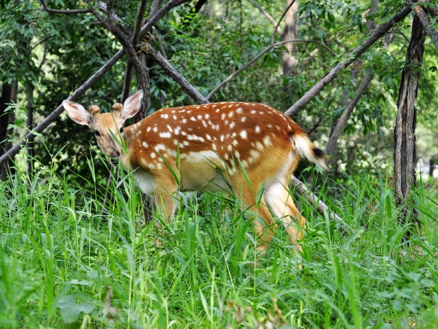  吉林-龙潭山公园-长白山天池-镜泊湖-吊水楼瀑布双高5日游>天津往返