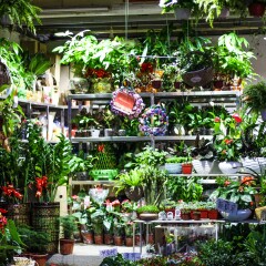 荷兰花卉小镇的#旅图换旅费#