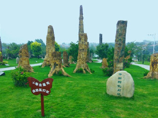 张和国际树化石林