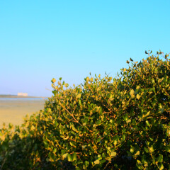 北海红树林的#旅图换旅费#