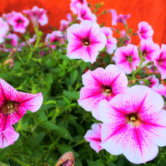 海角亭的#旅图换旅费#