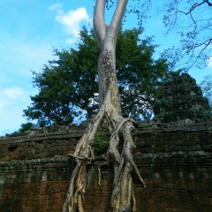 吴哥窟的#旅图换旅费#
