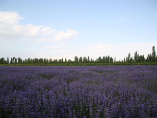 解忧公主薰衣草庄园