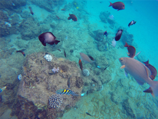 卡阿纳帕利沙滩