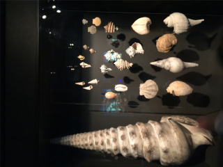 休斯顿自然科学博物馆