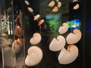 休斯顿自然科学博物馆