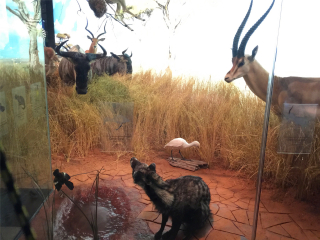 休斯顿自然科学博物馆