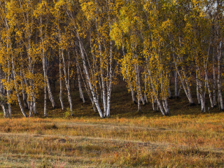 桦木沟国家森林公园