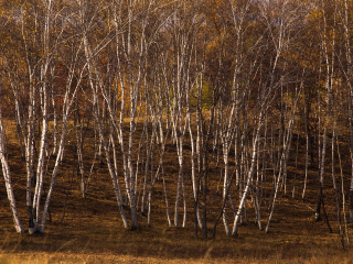 桦木沟国家森林公园