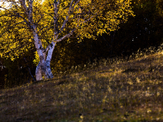 桦木沟国家森林公园