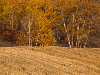 桦木沟国家森林公园