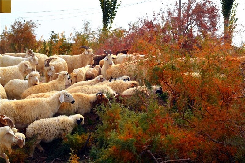 新疆巴楚丝路之路上的三岔口