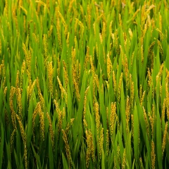 农作物