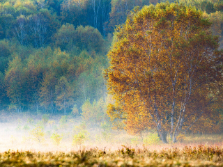 塞罕坝国家森林公园