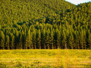 塞罕坝机械林场