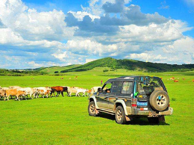 越野车穿越草原