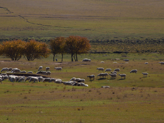 御道口草原森林