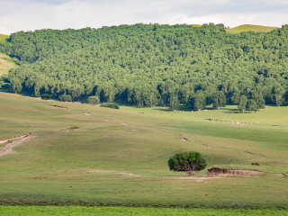 御道口草原森林