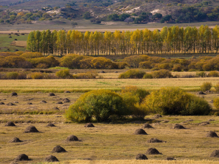 御道口草原森林