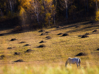 御道口草原森林