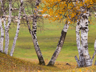御道口草原森林