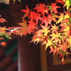 栖霞山
