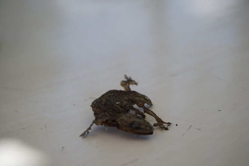 一只在桌子上被晒死的壁虎,姿势还是那么酷,死的壮烈