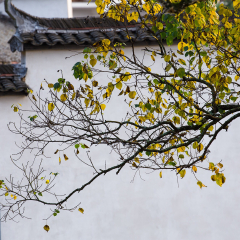 西递的#旅图换旅费#