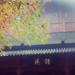 枫叶季