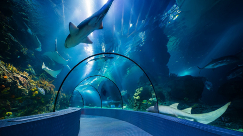  上海东方明珠-浦江游船-长风海洋世界1日游>纯玩无购物