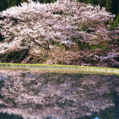 春日山2