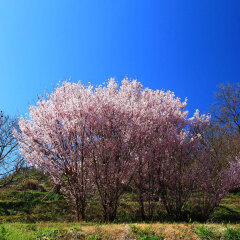 春日山3