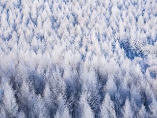 塞罕坝机械林场