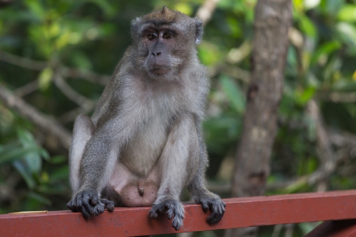 途牛首发-带着妈妈逛大马(吉隆坡,槟城,马六甲,仙本那)